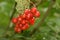 Natures Bounty Gifts of Nature The Winter Berries of The Guelder Rose