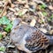 Natures camouflage ... Wild Oriental Turtle Dove, Streptopelia orientalis, in the forest.