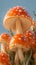 Natures details Close up focus on Amanita mushrooms in the wild