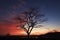 Natures farewell silhouette of a leafless tree at enchanting sunset