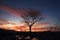 Natures farewell silhouette of a leafless tree at enchanting sunset