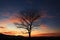 Natures farewell silhouette of a leafless tree at enchanting sunset