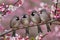 Natures gathering four birds perched on branch amidst pink blossoms