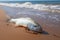 Natures melancholy lifeless fish on the sandy beach with waves