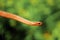 Natures natural snake Copperhead snake