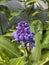 Natures Palette: Captivating Purple Spiderwort Blossom