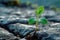 Natures resilience Green plant breaks through stones, symbolizing growth