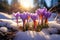 Natures revival First spring crocuses bloom in snowy forest, copy space