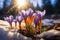 Natures revival First spring crocuses bloom in snowy forest, copy space
