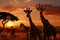 Natures spectacle a transformed moment as giraffes graze at dusk