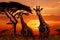 Natures spectacle a transformed moment as giraffes graze at dusk