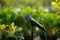 Natures stage Microphone set for outdoor concert, blending music and advocacy