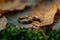 Natures touch wedding ring nestled among dry leaves