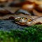 Natures touch wedding ring nestled among dry leaves