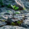 Natures triumph Sprouting plant amidst stones signifies resilience and vitality