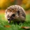 Natures visitor Hedgehog inquisitively wanders on a vibrant green lawn