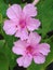 This is Natutral beautiful wild pink attractive flower real image