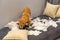 Naught bad golden dog playing and biting toilet paper