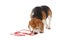 Naughty Beagle dog with damaged electrical wire on white background