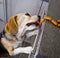 A naughty Beagle, a dog, steals sausages