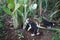 A naughty beagle puppy bites the leaf of the variegated banana