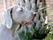 Naughty and beautiful Weimaraner walking around in the garden of a house