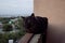 Naughty black cat sitting on the balcony