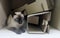 Naughty Brown Siamese cat in briwn paper box