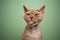 naughty devon rex cat sticking out tongue making funny face