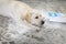 Naughty dog. dirty labrador retriever puppy with guilty expression lying near mess on kitchen floor