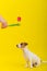 A naughty dog is jumping for a tulip in the studio on a yellow background. Funny puppy Jack Russell Terrier plays with