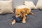 Naughty golden baby dog biting a shoe at living room