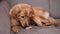 Naughty golden dog playing and biting the rawhide bone on textile sofa, couch. Hovawart, cute retriever