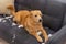 Naughty golden retriever dog sitting on messy sofa
