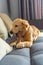 Naughty golden retriever puppy chewing his rawhide bone on sofa