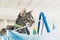 Naughty gray tabby kitten lying on top of clothes horse