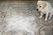 naughty labrador puppy. dog sits in middle of mess, near scattered flour on kitchen floor