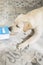 Naughty labrador puppy lying in heap of flour scattered on floor