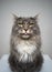 naughty maine coon cat portrait sticking out tongue