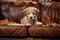 naughty playful puppy dog lying on couch at home