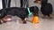 Naughty puppy and adult dachshund dog stole big piece of pumpkin from owner and are eating it in turn under the table
