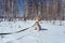 Naughty puppy Akita Inu nibbles on his green leash while sitting in the snow