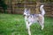 Naughty siberian husky is playing with a bamboo stick.