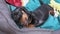 Naughty tired dachshund puppy yawns sleepily, lies in pet bed with toys and lazily nibbles and licks its side