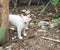 Naughty white cat stand screaming in the backyard