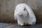 Naughty white rabbit with dirty nose, selective focus