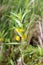 Naumburgia thyrsiflora. Flowers and foliage tufted loosestrife