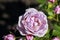 Nautica rose flower head in the Guldenmondplantsoen Rosarium in Boskoop