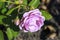 Nautica rose flower head in the Guldenmondplantsoen Rosarium in Boskoop