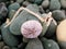 Nautical animal shell on a stony beach